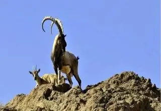 فرار شکارچیان قروه با رها کردن لاشه کل‌های وحشی