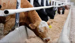 ابلاغ دستورالعمل اجرایی تامین ارز واردات نهاده‌های دامی 