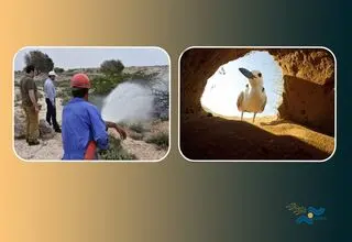 نمایش «شیدور» و «آدریانا مسافری از ایتالیا» در جشنواره «باران»