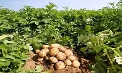 توسعه کشاورزی قراردادی در زنجیره تأمین سه محصول راهبردی