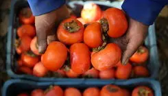 این میوه پاییزی خوش رنگ را هر روز بخورید