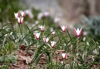 برداشت غیرمجاز تهدیدی برای بقای لاله‌های وحشی