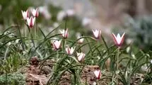 برداشت غیرمجاز تهدیدی برای بقای لاله‌های وحشی