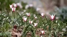 برداشت غیرمجاز تهدیدی برای بقای لاله‌های وحشی