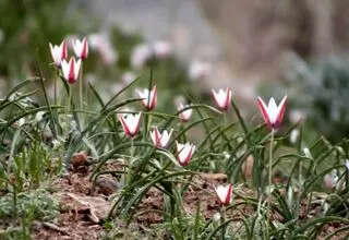 برداشت غیرمجاز تهدیدی برای بقای لاله‌های وحشی
