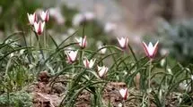 برداشت غیرمجاز تهدیدی برای بقای لاله‌های وحشی