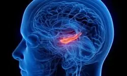 کوچک شدن مرکز حافظه مغز در افراد افسرده
