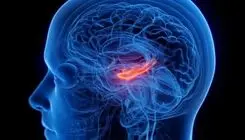 کوچک شدن مرکز حافظه مغز در افراد افسرده