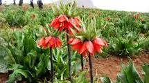 سرنوشت متفاوت لاله های واژگون در دو سوی جهان/ تاج امپراتوری در اروپا و اشک زاگرس در ایران