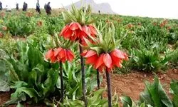 سرنوشت متفاوت لاله های واژگون در دو سوی جهان/ تاج امپراتوری در اروپا و اشک زاگرس در ایران