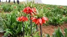 سرنوشت متفاوت لاله های واژگون در دو سوی جهان/ تاج امپراتوری در اروپا و اشک زاگرس در ایران
