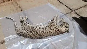 کشف غمبار لاشه پلنگ ماده در این منطقه+ عکس