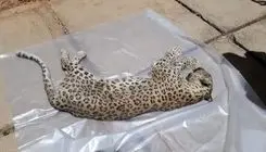 کشف غمبار لاشه پلنگ ماده در این منطقه+ عکس