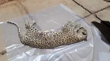کشف غمبار لاشه پلنگ ماده در این منطقه+ عکس