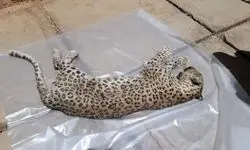کشف غمبار لاشه پلنگ ماده در این منطقه+ عکس