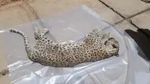 کشف غمبار لاشه پلنگ ماده در این منطقه+ عکس
