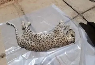 کشف غمبار لاشه پلنگ ماده در این منطقه+ عکس