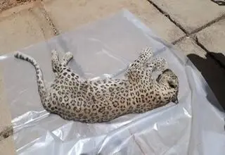 کشف غمبار لاشه پلنگ ماده در این منطقه+ عکس