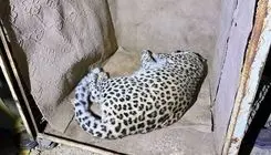 زنده‌گیری پلنگ سرگردان در شهمیرزاد