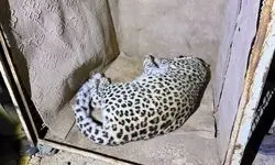 زنده‌گیری پلنگ سرگردان در شهمیرزاد