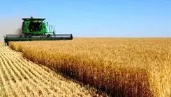 انتقال تولید گندم از مزارع آبی به مزارع دیم تا پنج سال آینده