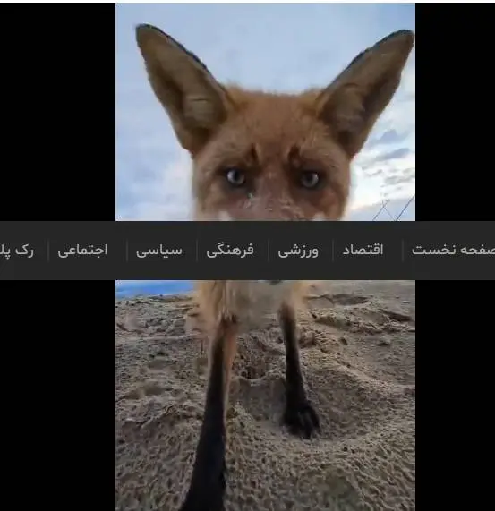 سرقت دوربین فیلمبرداری توسط روباه شیطون + فیلم