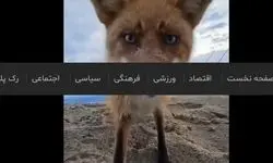 سرقت دوربین فیلمبرداری توسط روباه شیطون + فیلم