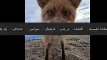 سرقت دوربین فیلمبرداری توسط روباه شیطون + فیلم