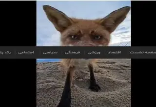 سرقت دوربین فیلمبرداری توسط روباه شیطون + فیلم