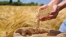 پرداخت ۵۰ هزار میلیارد تومان از مطالبات گندمکاران 