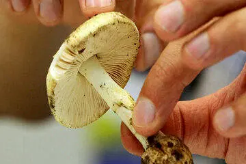 هشدار؛ مصرف این قارچها جانتان را تهدید میکند