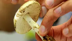 هشدار؛ مصرف این قارچ‌ها جانتان را تهدید می‌کند