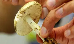 هشدار؛ مصرف این قارچ‌ها جانتان را تهدید می‌کند