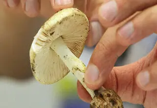 هشدار؛ مصرف این قارچ‌ها جانتان را تهدید می‌کند