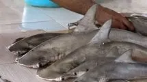 برای باله‌هایشان سلاخی می‌شوند