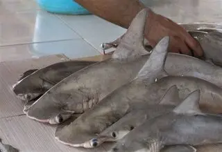 طبخ و عرضه این غذاها در سراسر کشور ممنوع شد