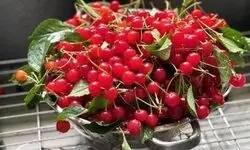 طرز تهیه چند میان‌وعده ساده با آلبالو ، یاقوت‌ سرخ تابستان