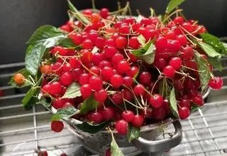 طرز تهیه چند میان‌وعده ساده با آلبالو ، یاقوت‌ سرخ تابستان