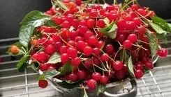 طرز تهیه چند میان‌وعده ساده با آلبالو ، یاقوت‌ سرخ تابستان