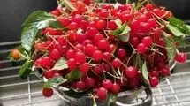 طرز تهیه چند میان‌وعده ساده با آلبالو ، یاقوت‌ سرخ تابستان