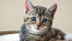 این گربه‌ای بیش از حد دقیق سوژه رسانه‌ها شد /ببینید