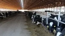 حمایت از دامداران با پرداخت ۱۰۰۰ میلیارد تومان تسهیلات