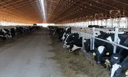 حمایت از دامداران با پرداخت ۱۰۰۰ میلیارد تومان تسهیلات