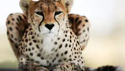 مشاهده «تلما» پس از ۳ سال همراه توله‌اش در توران