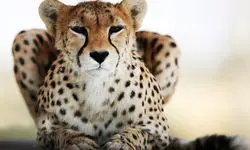 مشاهده «تلما» پس از ۳ سال همراه توله‌اش در توران