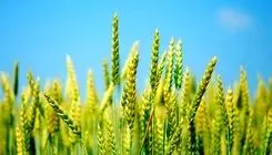 آغاز خرید تضمینی گندم از هفته آینده