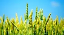 آغاز خرید تضمینی گندم از هفته آینده