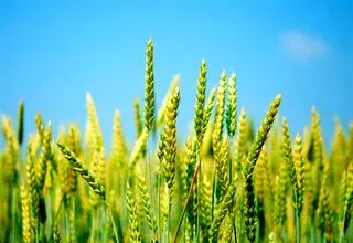 آغاز خرید تضمینی گندم از هفته آینده