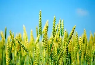 آغاز خرید تضمینی گندم از هفته آینده