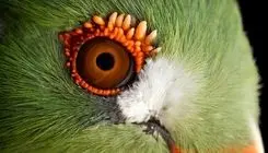 پرنده‌ای که زیباترین چشم را دارد